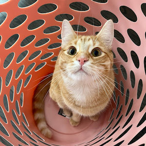 Meet your Posher, Thanh